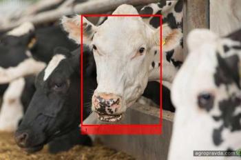 Cargill применит к коровам технологию распознавания лиц Cargill применит к коровам технологию распознавания лиц