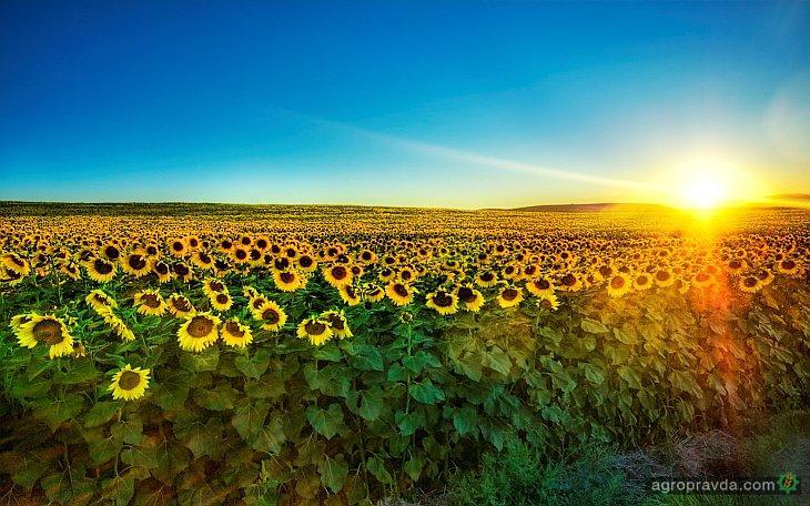 Урожай подсолнечника в Украине может побить рекорд