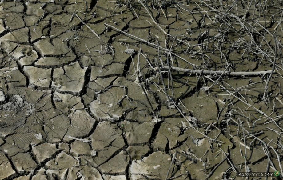 В Черкасской области подсчитали потери от засухи