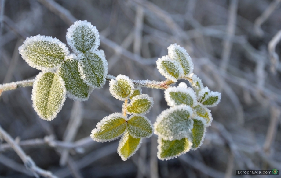 В США создали спрей для защиты растений от заморозков