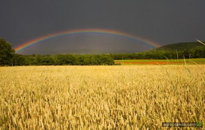 Дожди в Украине грозят потерей урожая