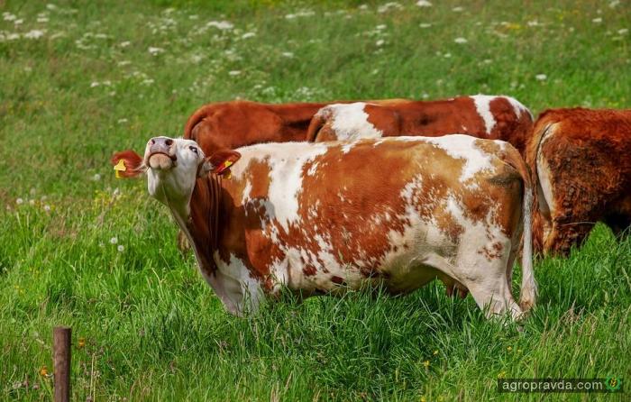 Почему кашляют коровы?