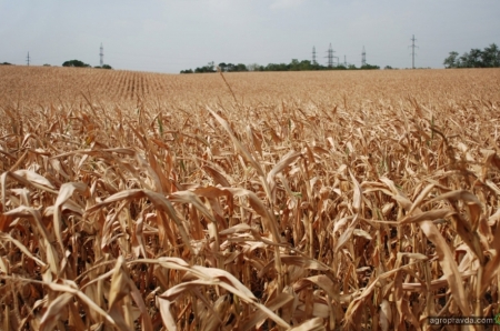 Кукуруза в монокультуре: опыт ПП «Альтаир»