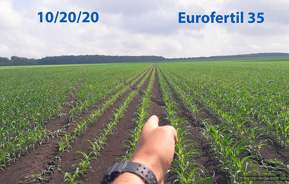 Как показали себя гранулированные удобрения Eurofertil 35 на кукурузе. Фото