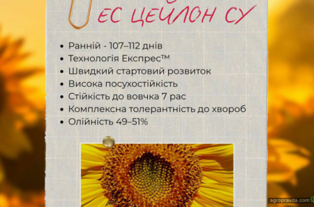 Урожайність соняшнику починається з правильного вибору гібриду