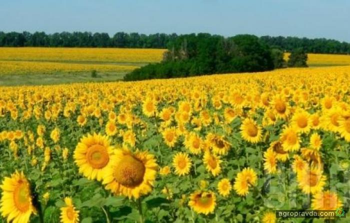 Украина увеличила производство подсолнечного масла на 22%