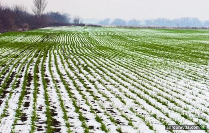 В Украине прогнозируют низкий урожай озимых 