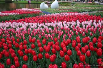 Главный цветочный праздник Европы скоро пройдет в Голландии