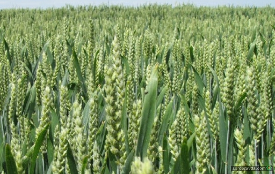 Ухудшение состояния озимых увеличили пшеничные котировки