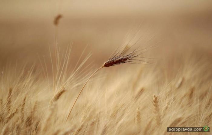 В Украине вводится новый стандарт на пшеницу