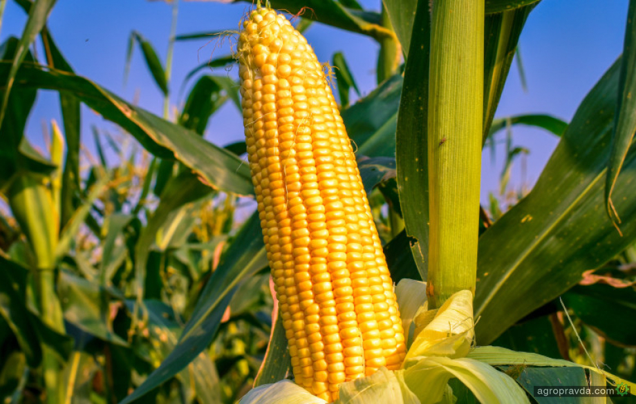 KSG Agro завершив збирання врожаю кукурудзи