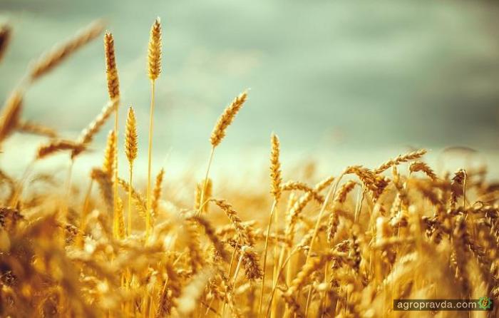 Спекулянты пытаются раскачать рынок пшеницы
