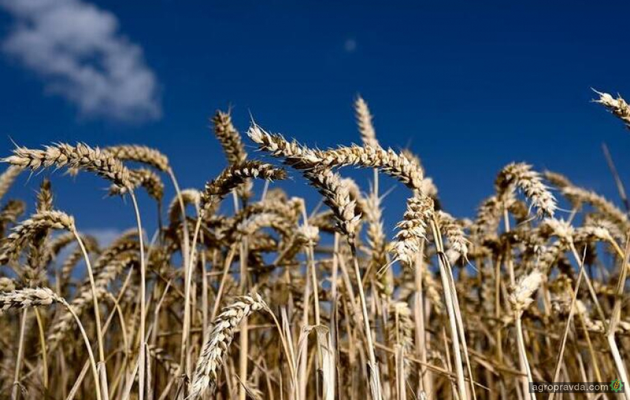 Росіяни відзвітували про крадіжку 300 тис. тонн українського зерна