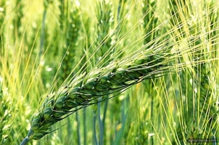 Можно ли спасти слабые посевы озимой пшеницы весной