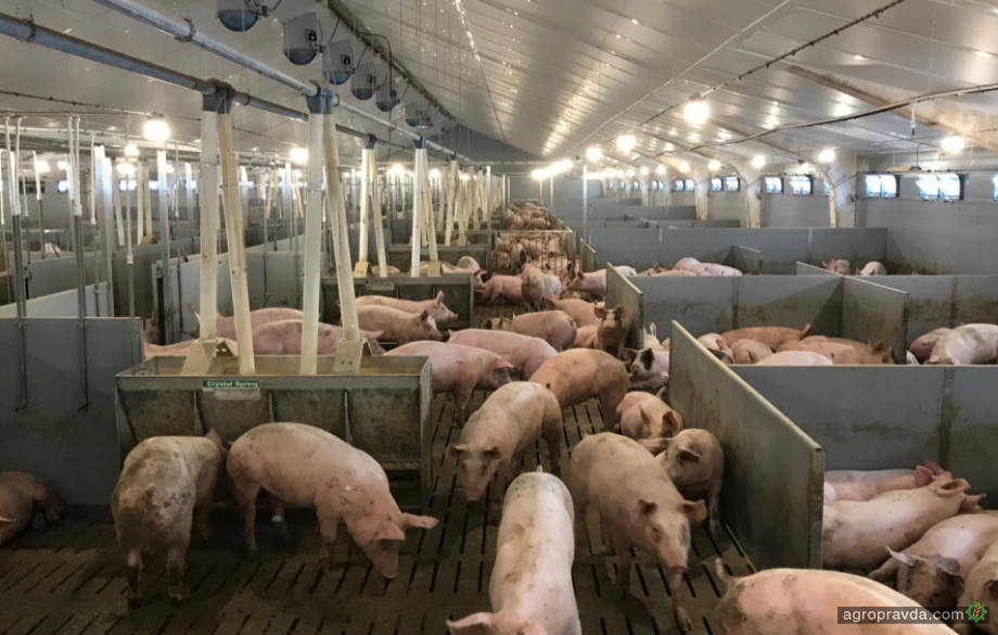 Борьба с АЧС уничтожила 17% мирового поголовья свиней