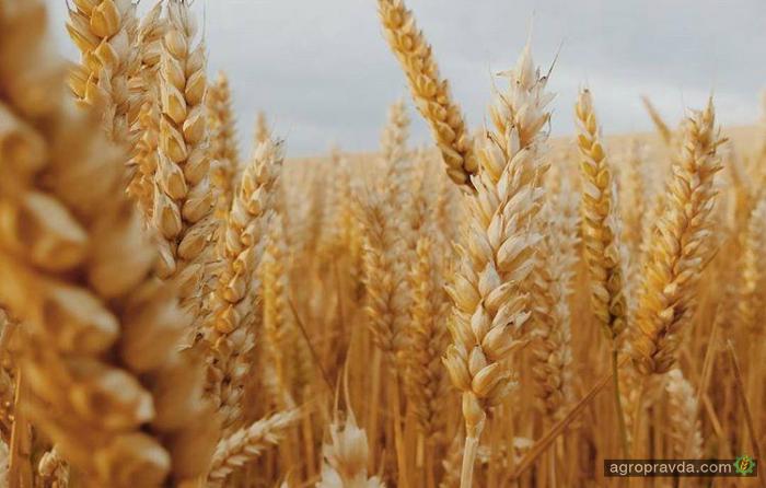 Замедление темпов экспорта пшеницы давит на биржевые цены