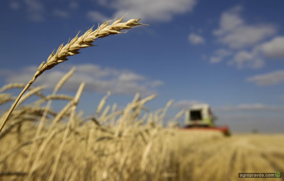 Какие сорта пшеницы хорошо показали себя в этом сезоне 