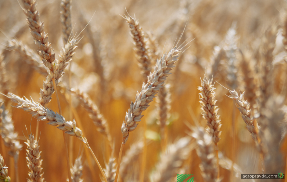 У 2022 році група «Агротрейд» експортувала зерно у понад 10 країн 