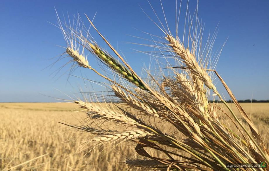 ФАО надасть насіння зернових для підтримки фермерів під час осінньої посівної