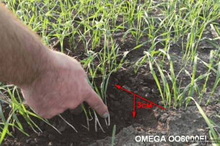 Переваги сівалки OMEGA OO6000FL: досвід аграрія