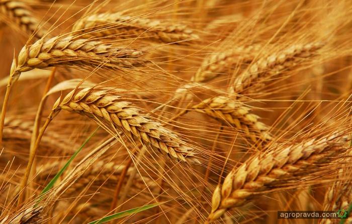 Ожидается падение мирового производства пшеницы