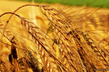 Чому світ не зможе без українського зерна