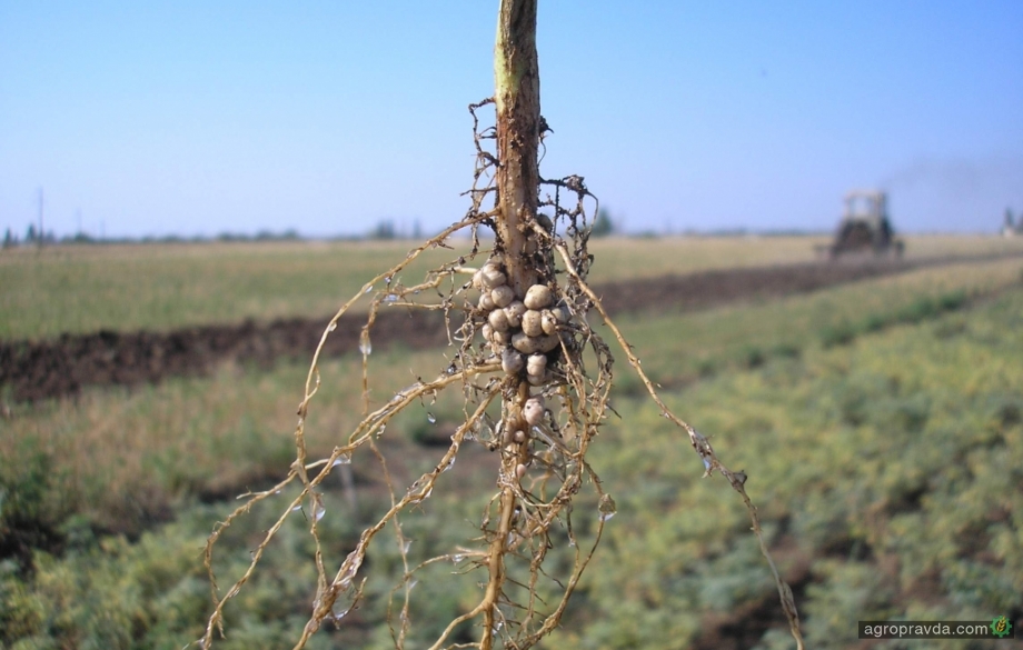 Клубеньки на корнях защищают растения от патогенов
