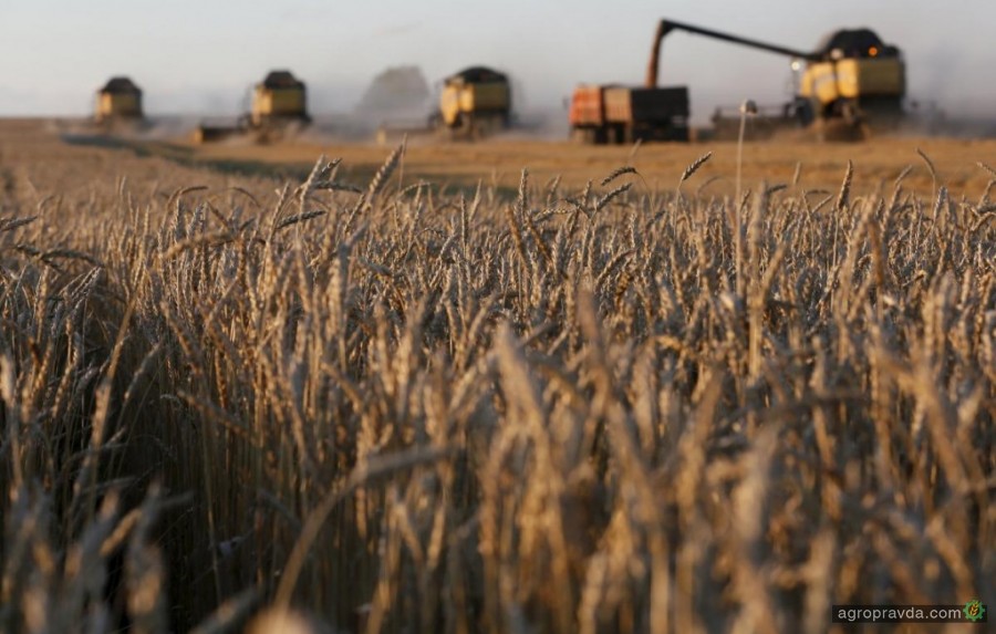 Экспорт пшеницы превысил 12,2 млн тонн.  