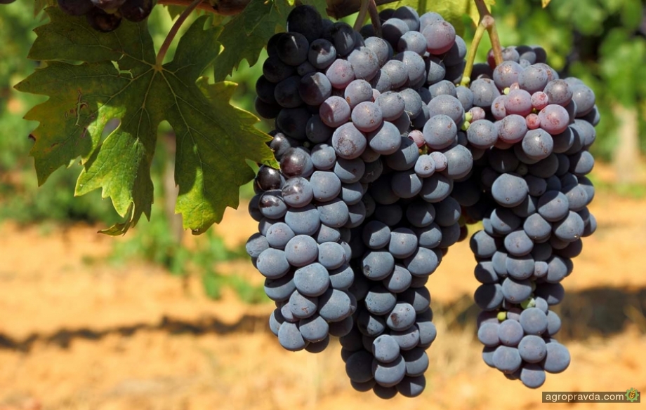 BASF презентовал новые фунгициды для виноградников