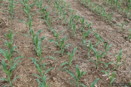 Как получить дополнительно 3 тонны кукурузы в зоне Степи