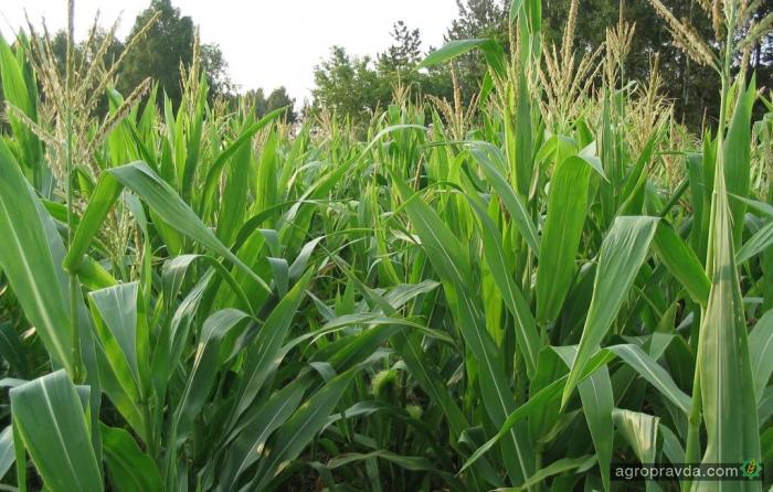 Кукуруза на зерно посеяна на 98%