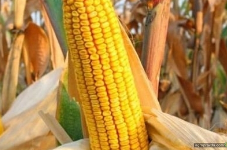 Какие гибриды кукурузы производят в Украине