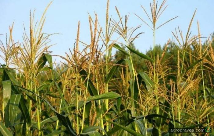 Определен самый урожайный сорт кукурузы