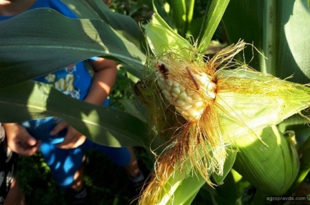 Стеблевой кукурузный мотылек: на контроле