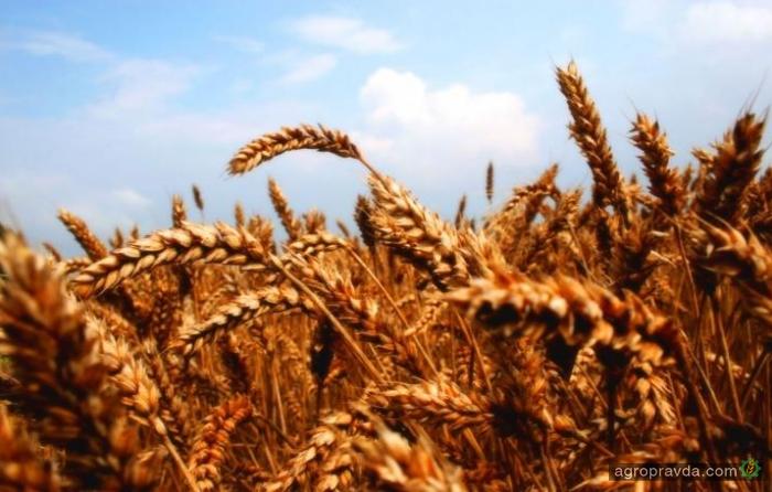 Американцы оценили украинский урожай зерновых 