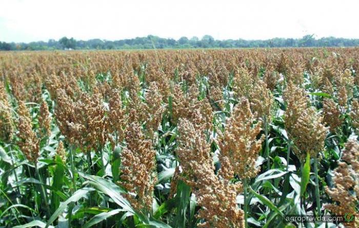 Крымским аграриям предложили заменить рис на сорго