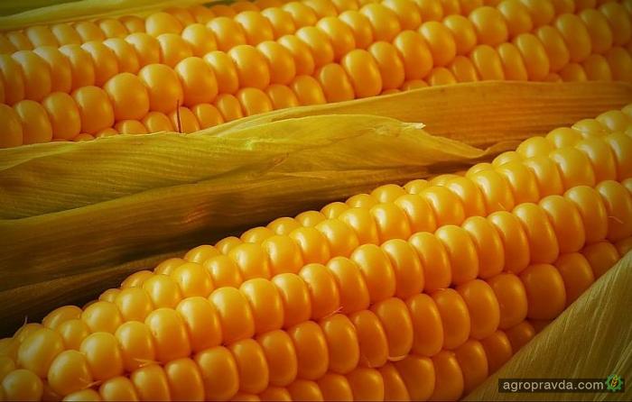 Экспорт семян существует только за счет гибридной кукурузы – ИАЭ