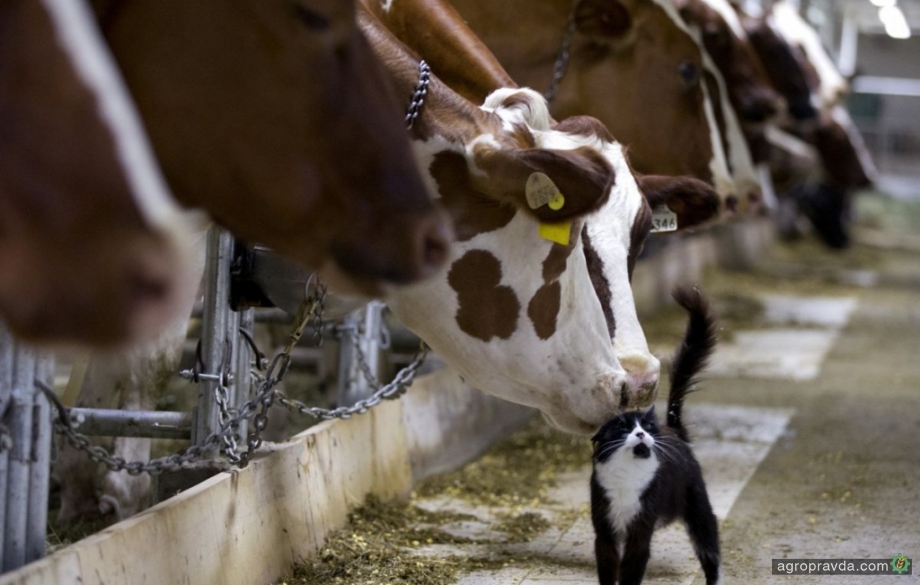 В Украине сокращается производство животноводческой продукции