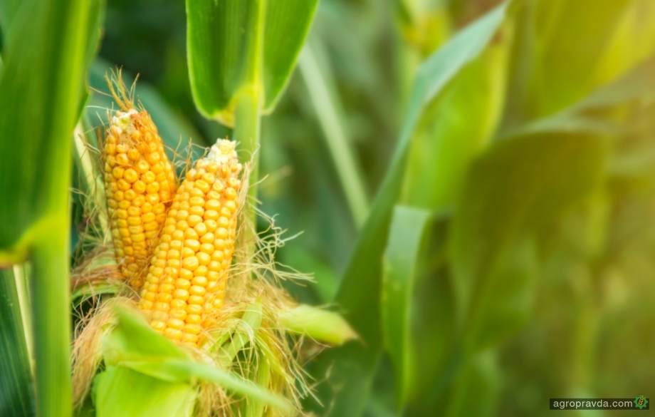 Какую прибавку урожайности обеспечил инокулянт на кукурузе