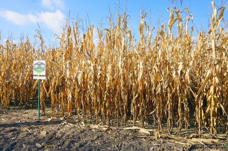Подведены результаты испытаний инновационной сеялки Fendt Momentum по кукурузе