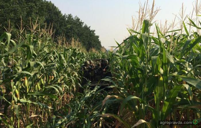 В зоне АТО собрать поздние зерновые не удастся на 200 тыс. га