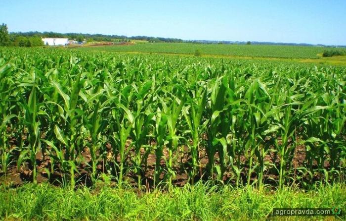 Увеличен прогноз производства кукурузы в 2018/19 МГ