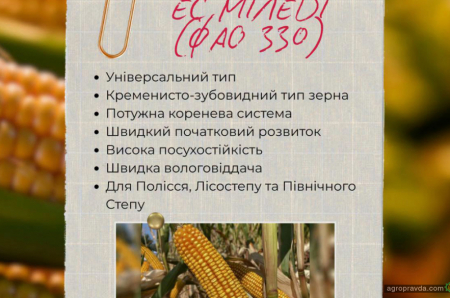 Який гібрид кукурудзи обрати для найкращого результату