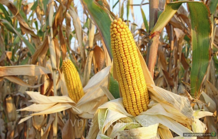 Как правильно подобрать гибрид кукурузы