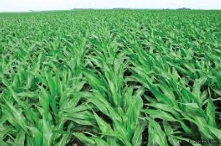 Самые перспективные гербициды для кукурузы. Часть 2