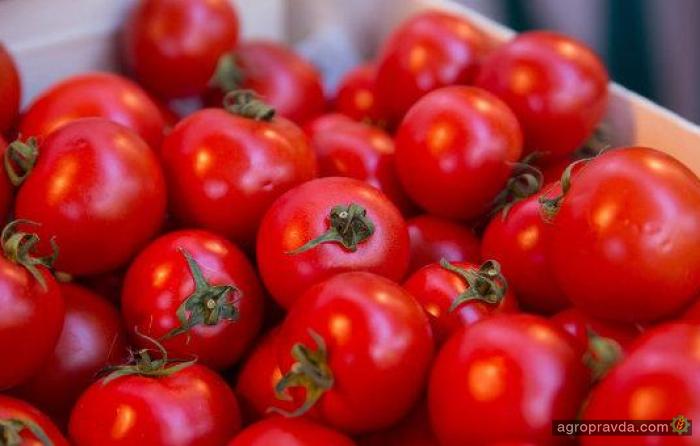 Водитель фуры спас санкционные томаты от уничтожения