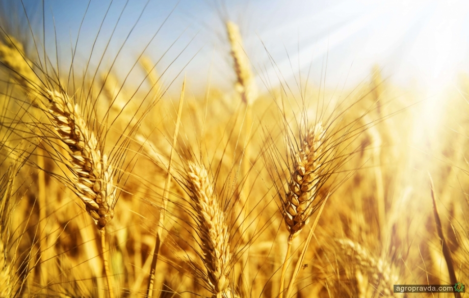 Врожай озимої пшениці буде близьким до минулорічного