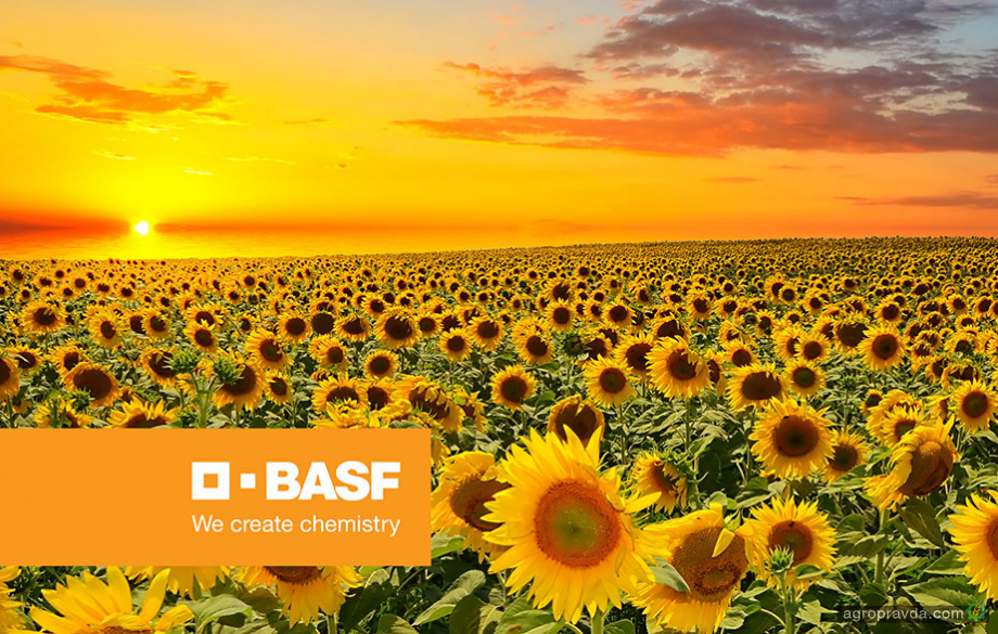 BASF виводить на ринок України три нові гібриди соняшнику