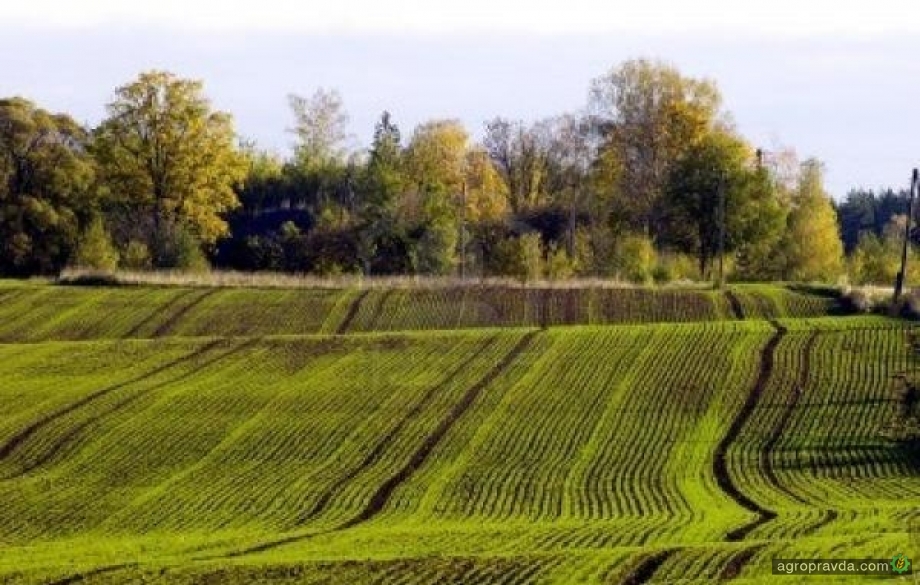 В Украине установились благоприятные условия для вегетации озимых