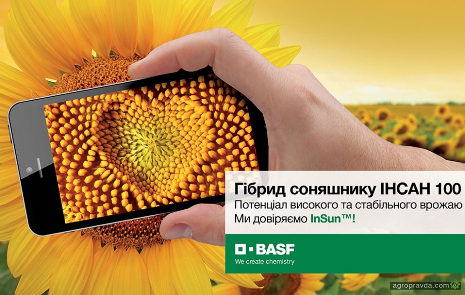 BASF выводит на рынок первый гибрид подсолнечника традиционной системы выращивания